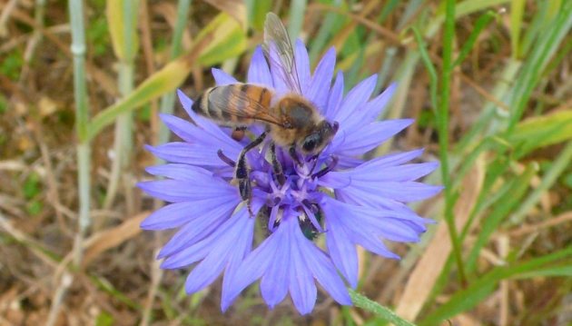 Une abeille à miel sur un bleuet des champs, deux espèces banales bien menacées aujourd’hui.
